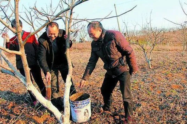 冬季梨树如何防治病虫害,可以刮树皮、剪病枝等