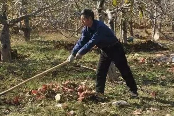 冬季梨树如何防治病虫害,可以刮树皮、剪病枝等