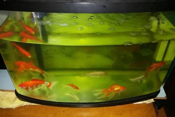 为什么鱼缸的水总是变绿，主要是因为小球藻太多