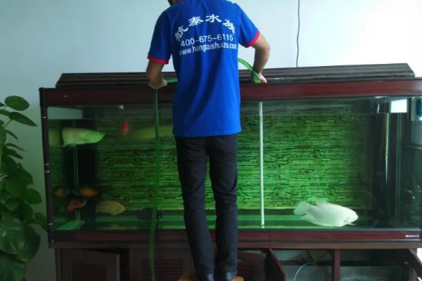 为什么鱼缸的水总是变绿，主要是因为小球藻太多