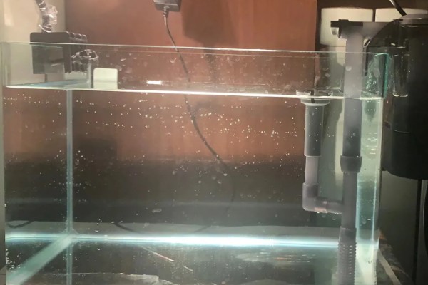 养鱼老是死的原因,可能是水质不好所致