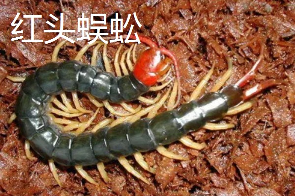 蜈蚣有毒吗,蜈蚣有毒