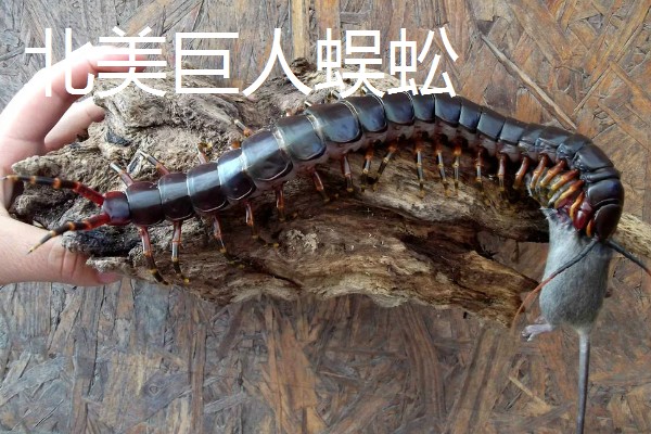 蜈蚣有毒吗,蜈蚣有毒