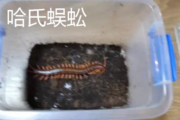 蜈蚣有毒吗,蜈蚣有毒
