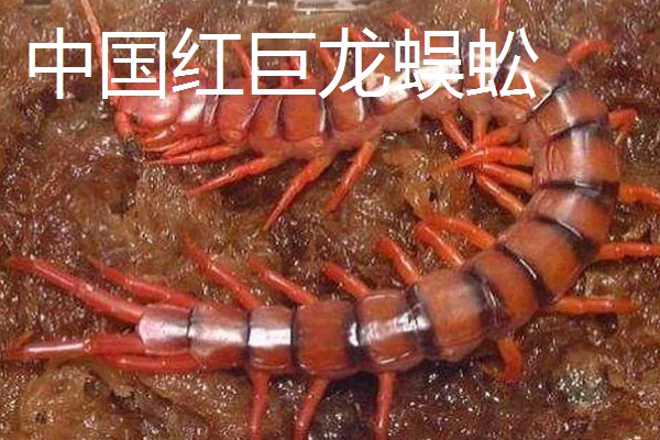蜈蚣有毒吗,蜈蚣有毒
