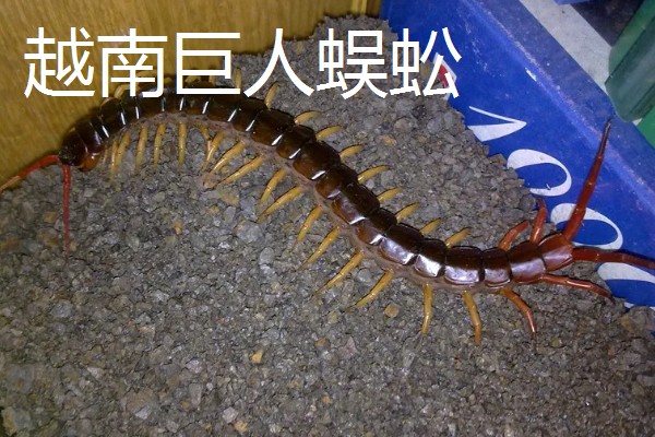 蜈蚣有毒吗,蜈蚣有毒
