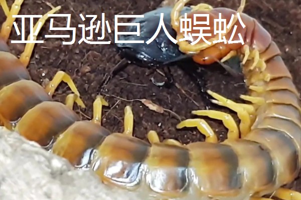 蜈蚣有毒吗,蜈蚣有毒