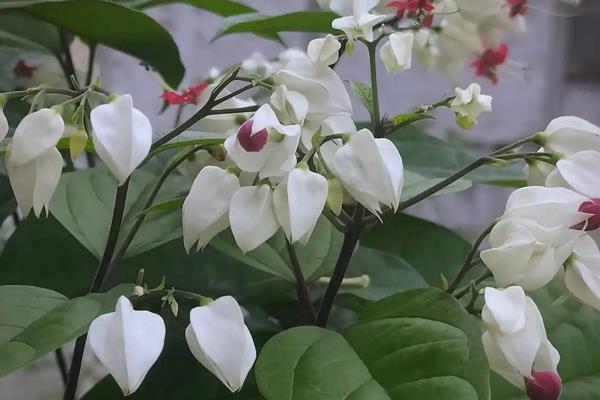 龙吐珠有没有毒,是没有毒的