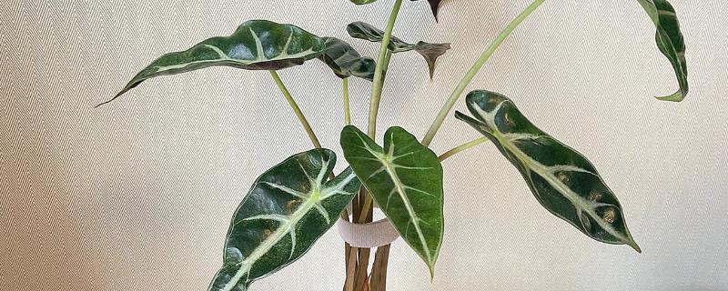 小仙女植物叶子发黄的原因，可能是光照过强所致