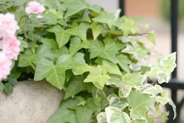 常春藤会不会开花,花朵很适合观赏