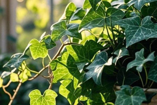 常春藤会不会开花,花朵很适合观赏