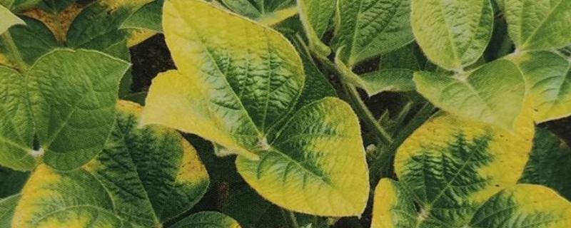 植物缺钾有什么症状，会出现生长缓慢等症状