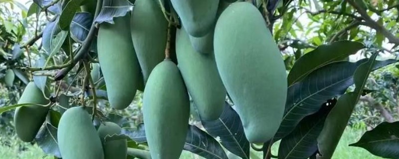 桂七芒果什么时候上市，成熟期在8月中下旬