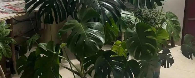 龟背竹根部发黑腐烂怎么处理，要进行换土处理