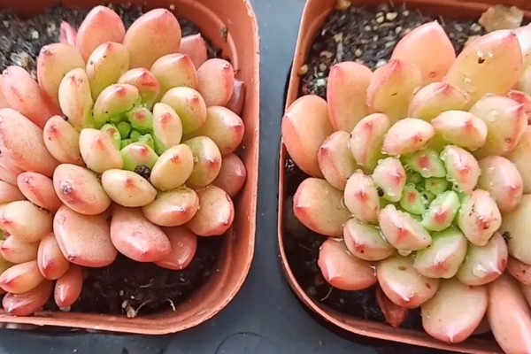 红宝石多肉变红的方法，要确保充足的光照