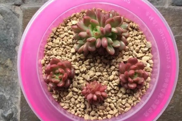 红宝石多肉变红的方法，要确保充足的光照