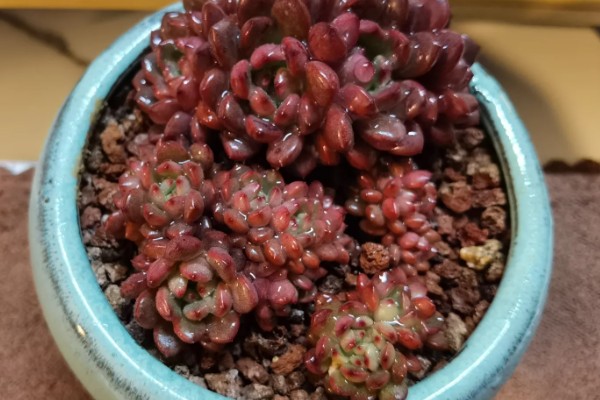 红宝石多肉变红的方法，要确保充足的光照