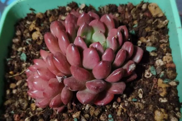 红宝石多肉变红的方法，要确保充足的光照