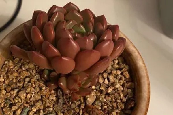 红宝石多肉变红的方法，要确保充足的光照