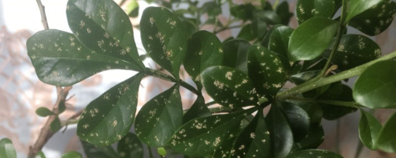 米兰花叶子上有白点的原因，可能是病虫灾害所致