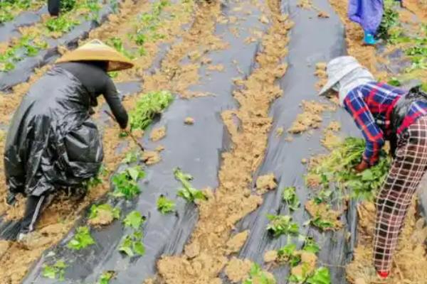 地瓜的种植时间，4-6月份为宜