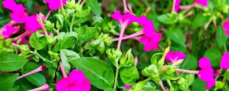 紫茉莉不开花如何处理，孕蕾期追施1-2次磷钾肥有助于开花