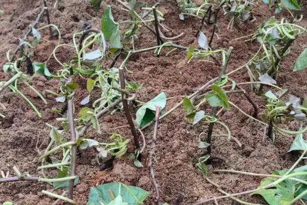 地瓜的种植时间，4-6月份为宜