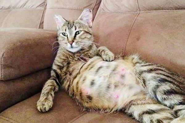 预防猫咪胀气的方法,要让它养成规律饮食的习惯