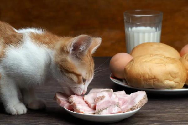 预防猫咪胀气的方法,要让它养成规律饮食的习惯