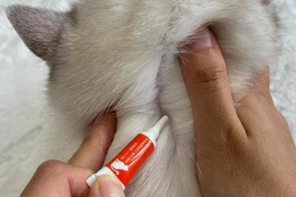 预防猫咪胀气的方法,要让它养成规律饮食的习惯