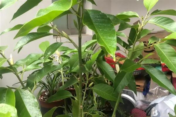 白兰花有什么花语,寓意纯洁的爱