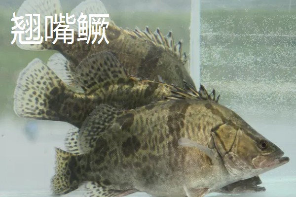 鳜鱼有哪些种类，常见的有翘嘴鳜、大眼鳜等
