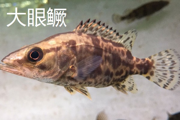 鳜鱼有哪些种类，常见的有翘嘴鳜、大眼鳜等