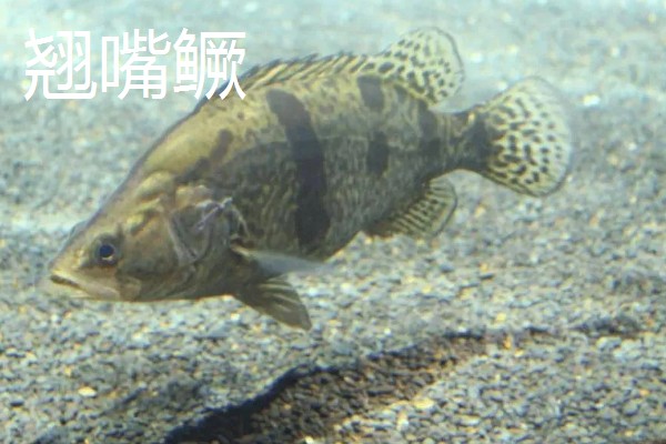 鳜鱼有哪些种类，常见的有翘嘴鳜、大眼鳜等