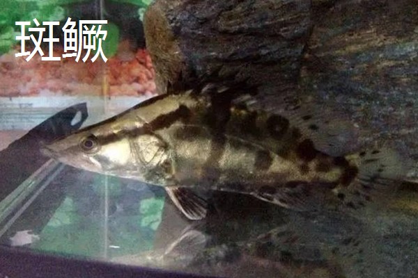 鳜鱼有哪些种类，常见的有翘嘴鳜、大眼鳜等