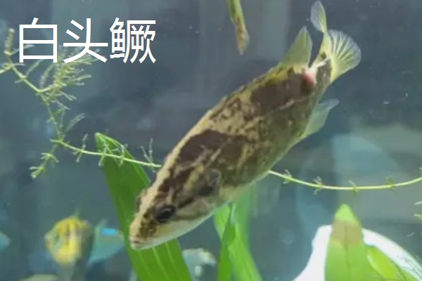 鳜鱼有哪些种类，常见的有翘嘴鳜、大眼鳜等
