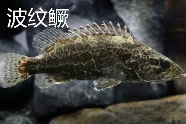 鳜鱼有哪些种类，常见的有翘嘴鳜、大眼鳜等
