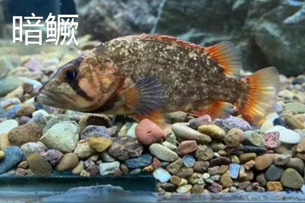 鳜鱼有哪些种类，常见的有翘嘴鳜、大眼鳜等
