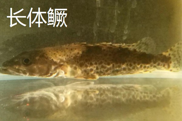 鳜鱼有哪些种类，常见的有翘嘴鳜、大眼鳜等