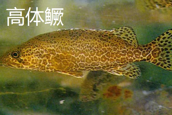 鳜鱼有哪些种类，常见的有翘嘴鳜、大眼鳜等