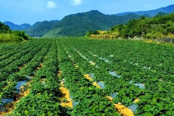 红薯的生长周期,春红薯的生长周期为160-200天左右