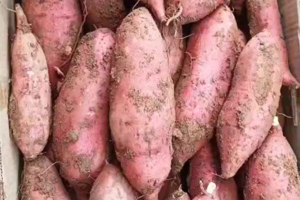 红薯的生长周期,春红薯的生长周期为160-200天左右