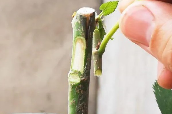 盛夏枣树的嫁接方法,在7月上旬到9月下旬进行