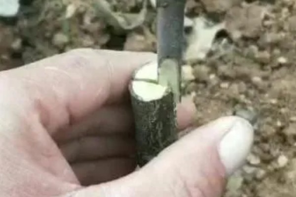 盛夏枣树的嫁接方法,在7月上旬到9月下旬进行