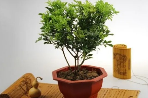 米兰的摆放禁忌，忌放阴凉处