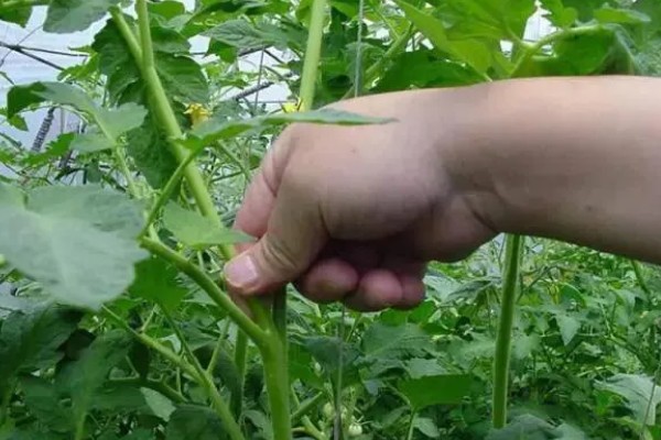 5月中旬能栽西红柿吗,可以栽西红柿