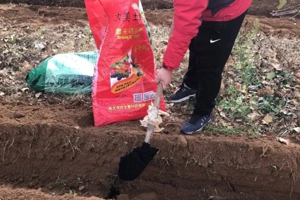 豆角何时施肥,生长期间每隔7天追肥一次