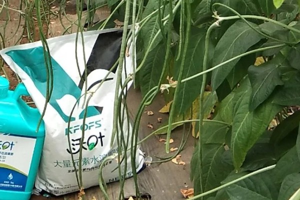 豆角何时施肥,生长期间每隔7天追肥一次