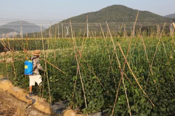 豆角何时施肥,生长期间每隔7天追肥一次