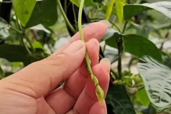 豆角何时施肥,生长期间每隔7天追肥一次